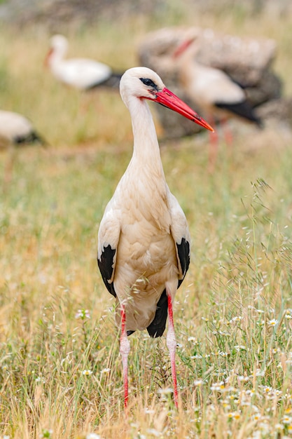 Elegant white stork  