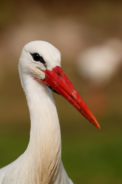 Elegant white stork  