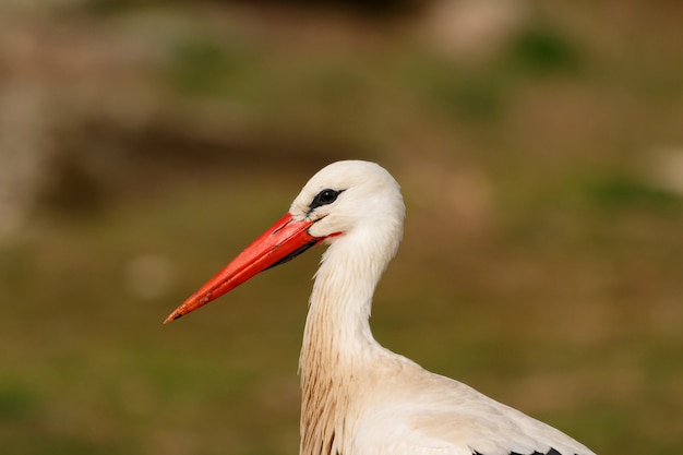 Elegant white stork  