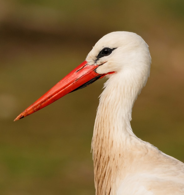 Elegant white stork  