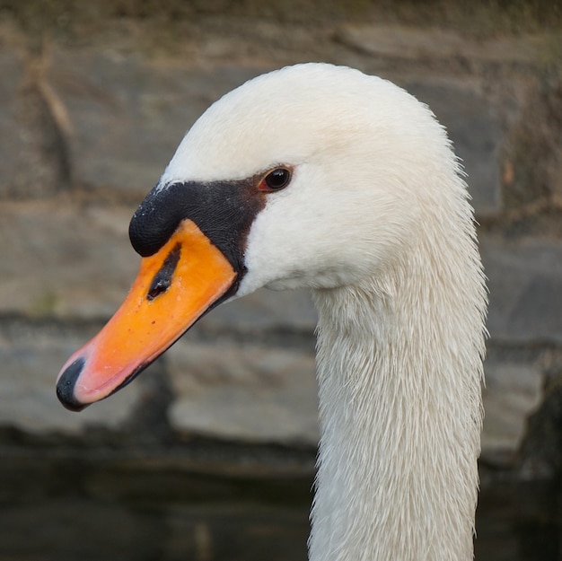 the elegant white swan in the lake in the park        