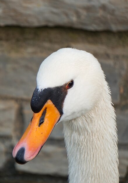 the elegant white swan in the lake in the park    