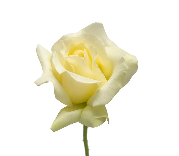 Elegant yellow rose isolated on a white background Beautiful head flower Spring time summer Garden decoration landscaping Floral floristic arrangement