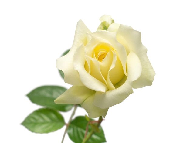 Elegant yellow rose isolated on a white background Beautiful head flower Spring time summer Garden decoration landscaping Floral floristic arrangement