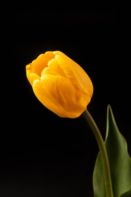 Elegant yellow tulip flower on a dark background