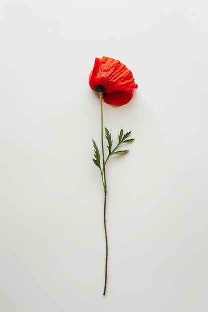 Elegantly simple top view of red poppy flower on white background minimalistic beauty