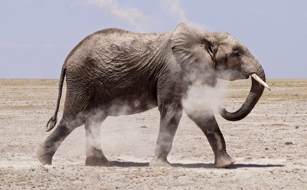 Elephant in Amboseli National Park