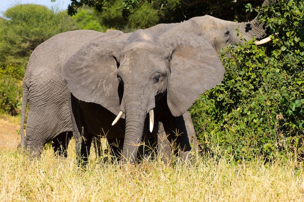 Elephant close up Tarangire National Park Tanzania