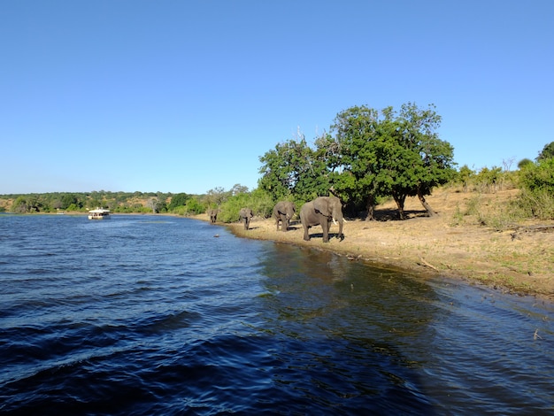 The elephant on the coast of Zambezi river, Botswana, Africa