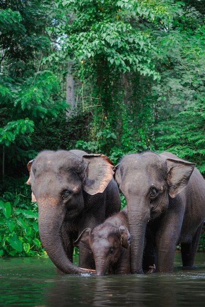 Elephant family in water