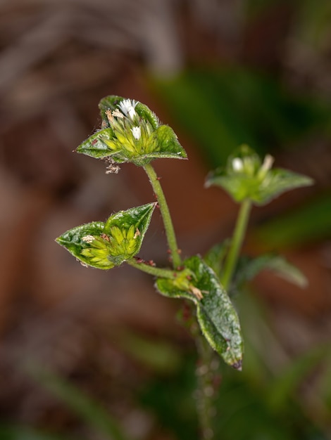 Elephant Foot Plant of the species Elephantopus mollis