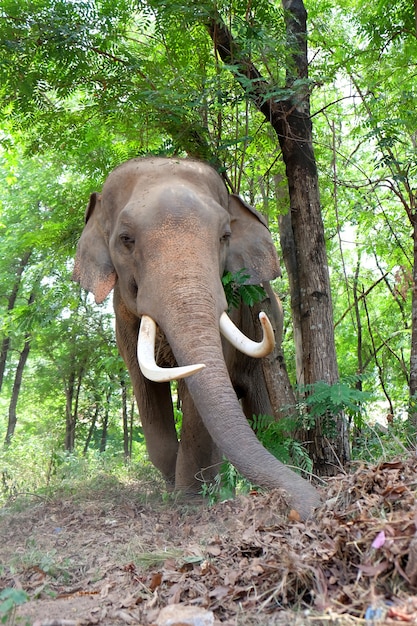 Elephant forest in Asia