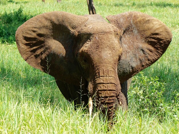 Elephant on grassy field