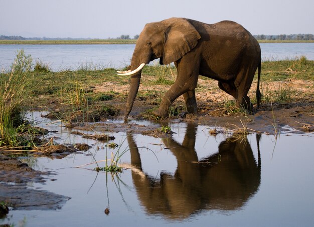 Elephant is standing next to the Zambezi river with reflection in water