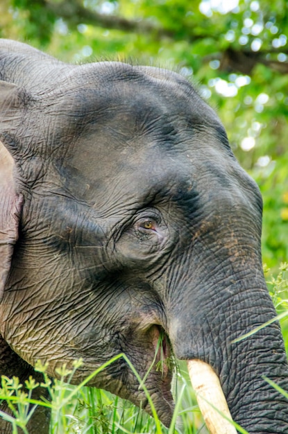 Elephant in the jungles of Kinabatangan river