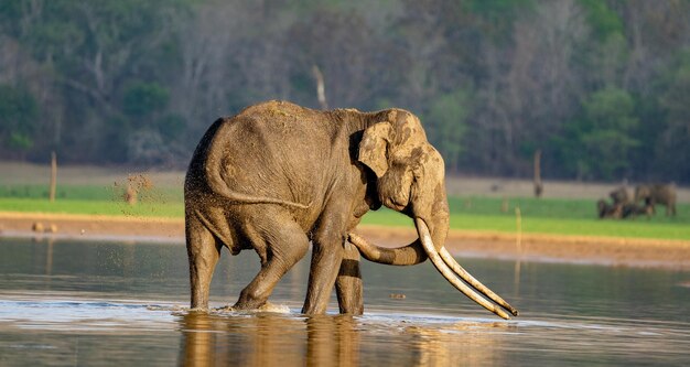 Elephant in lake