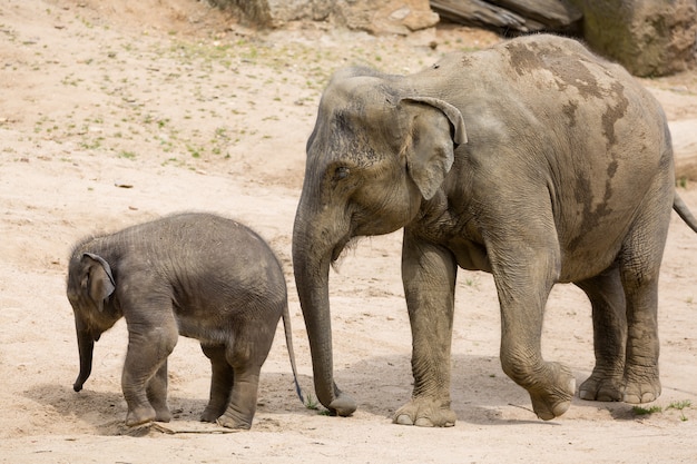 Elephant mother with baby elephant