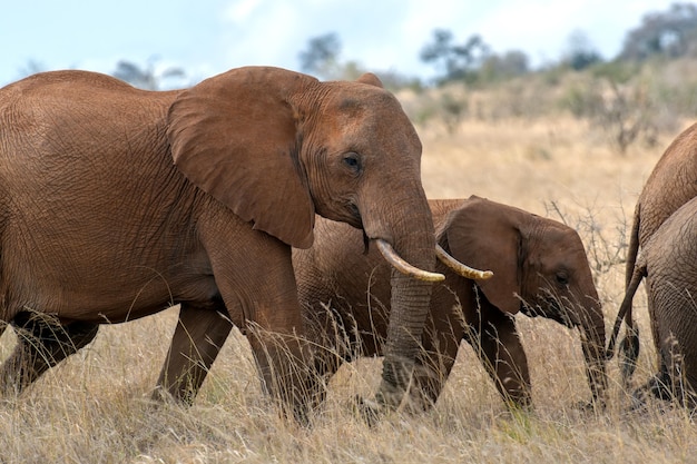 Elephant in National park of Kenya, Africa