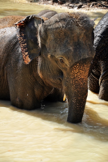 Elephant in river