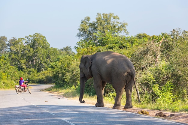 Elephant on road