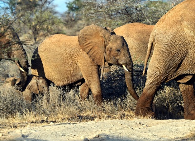 Photo elephant in savannah in their natural habitat