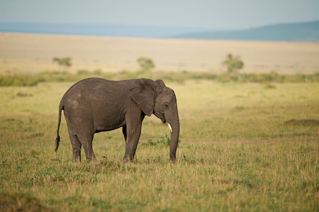 Elephant in the Savannah