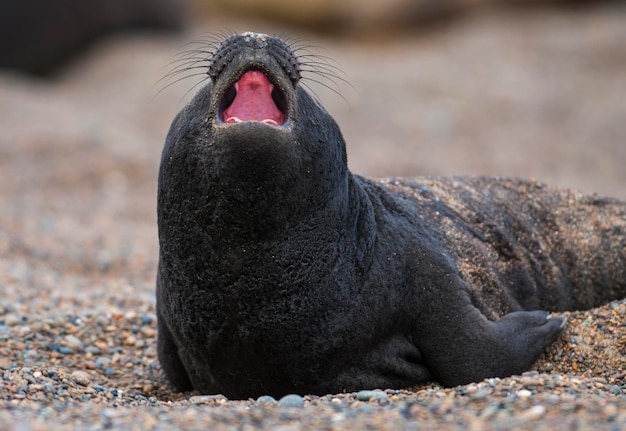 Elephant seal baby Peninsula Valdes Chubut Province Patagonia Argentina