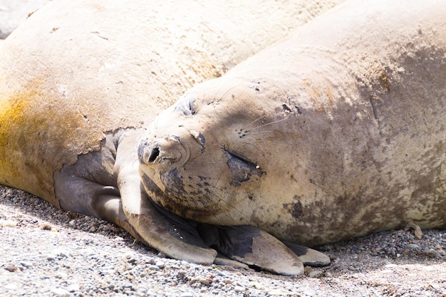 Elephant seal on beach close up Patagonia Argentina