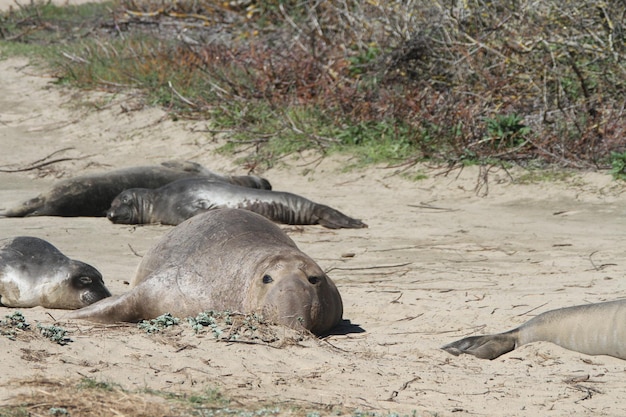 Elephant Seals at Ano Nuevo