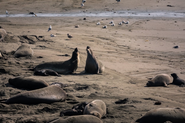 Elephant Seals at Piedras Blancas State Park next to the BIg Sur Highway, California