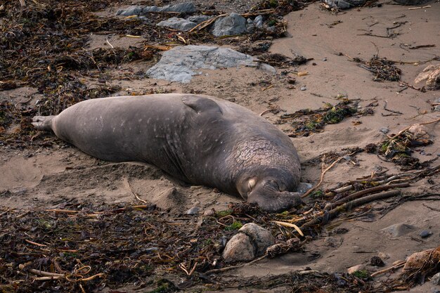 Elephant Seals at Piedras Blancas State Park next to the BIg Sur Highway, California