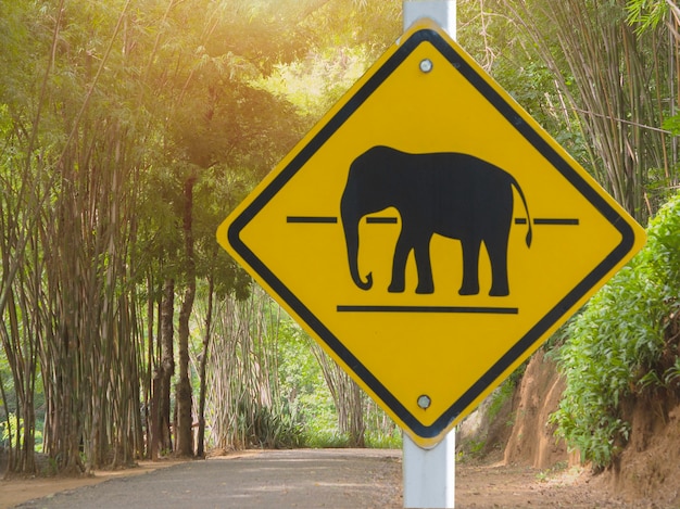 Elephant sign in the deep forest