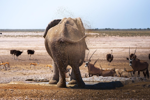 Elephant splashing mud with his trunk in Chobe National Park Botswana