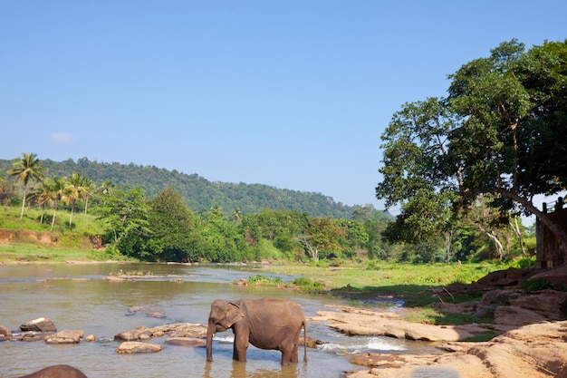 Elephant on Sri Lanka