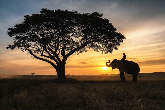 elephant thai in Surin Province, Thailand.