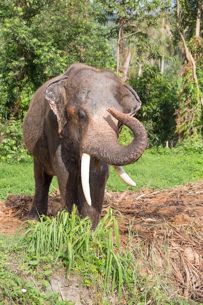 Elephant in Thailand