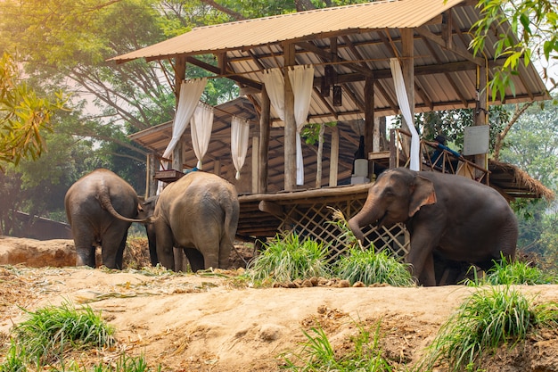 Elephant trekking through jungle and home stay in Maetaman elephant camp chiangmai northern Thailand.