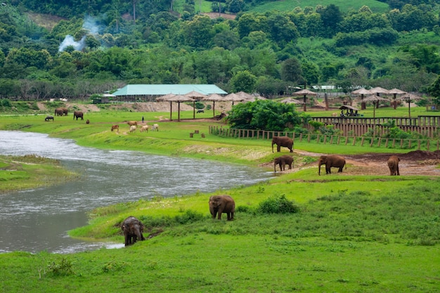 Elephant trekking through jungle in Maetaman and mae wang elephant camp chiangmai northern Thailand