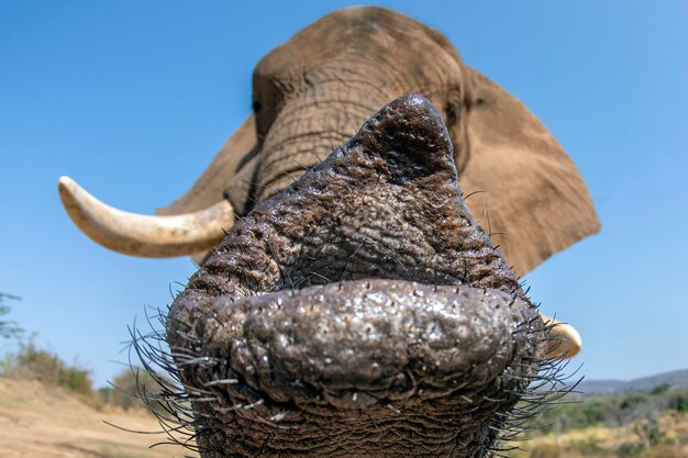 Elephant trunk detail close up