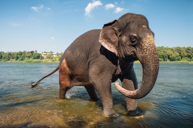 Elephant washing in the river