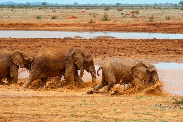 Elephant in water. National park of Kenya, Africa