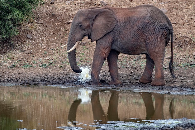 elephant while drinking at the pool in kruger park south africa