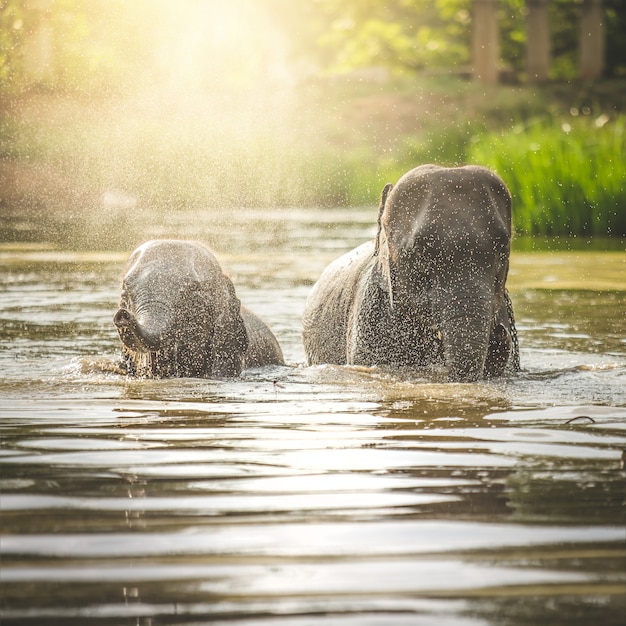 Elephants bathing in the river