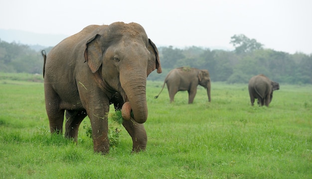 Elephants in National Park, Sri-Lanka