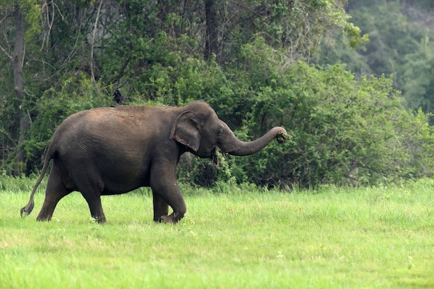 Elephants in National Park of Sri Lanka