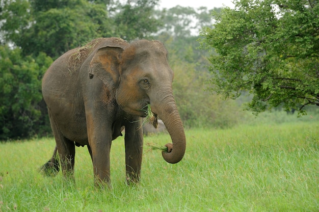 Elephants in National Park of Sri Lanka