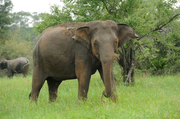 Elephants in National Park of Sri Lanka