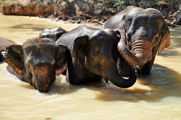 Elephants in river