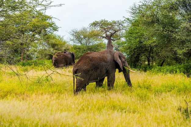 Elephants in the savannah. Africa. Kenya. Tanzania. Serengeti. Maasai Mara.