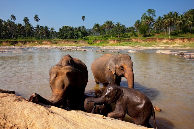 Elephants on Sri Lanka